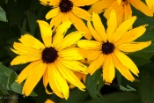 Three_Little_Maids_Rudbeckia.jpeg