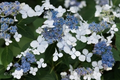 Hydrangea_Lace.jpg