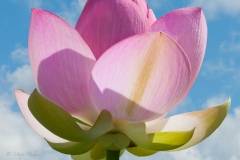 Lotus_Sky.jpeg