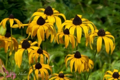 Drooping_Rudbekia.jpg