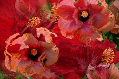 Hibiscus_Rampage.jpeg