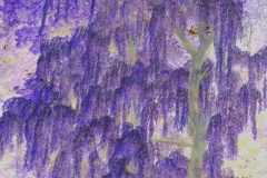 Purple.jpg