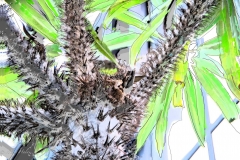 Tropical_Abstract.jpeg
